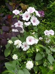 Image result for Lavatera trimestris