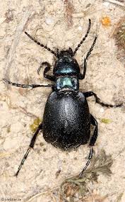 Attēlu rezultāti vaicājumam “Meloidae”