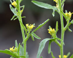 Attēlu rezultāti vaicājumam “Sisymbrium volgense leaf”