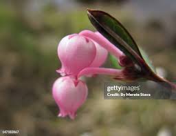 Attēlu rezultāti vaicājumam “Andromeda polifolia bud”