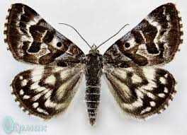 Attēlu rezultāti vaicājumam “Callistege mi”