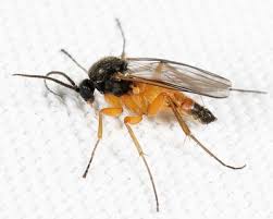 Attēlu rezultāti vaicājumam “Mycetophilidae”