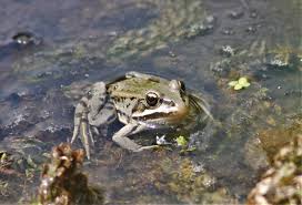 Attēlu rezultāti vaicājumam “Pelophylax juvenile”