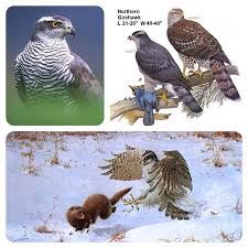 Attēlu rezultāti vaicājumam “Accipiter gentilis adult”