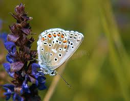 Attēlu rezultāti vaicājumam “Agrodiaetus amandus”
