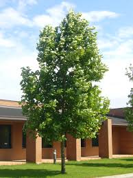 Attēlu rezultāti vaicājumam “Liriodendron tulipifera”