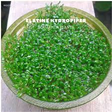 Attēlu rezultāti vaicājumam “Elatine hydropiper leaf”