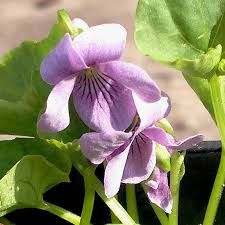 Attēlu rezultāti vaicājumam “Viola palustris”