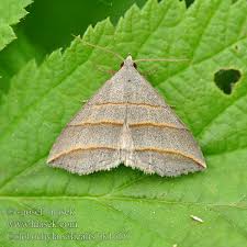 Attēlu rezultāti vaicājumam “Colobochyla salicalis”