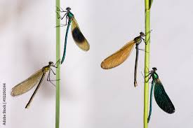 Attēlu rezultāti vaicājumam “Calopteryx virgo female”