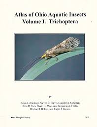 Attēlu rezultāti vaicājumam “Trichoptera”