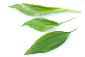 Image result for Bärlauch