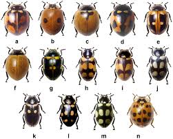Attēlu rezultāti vaicājumam “Adalia bipunctata”