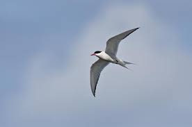 Attēlu rezultāti vaicājumam “Sterna”