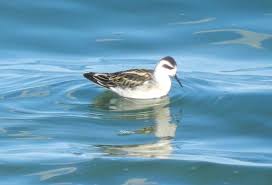 Attēlu rezultāti vaicājumam “Phalaropus lobatus”