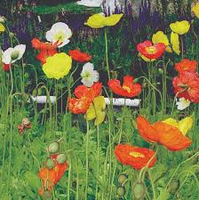 Image result for Papaver nudicaule