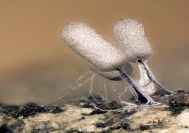 Attēlu rezultāti vaicājumam “Stemonitopsis typhina var. similis macro”