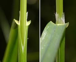 Attēlu rezultāti vaicājumam “Glyceria striata leaf”