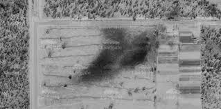 Attēlu rezultāti vaicājumam “Diderma rufostriatum young”