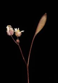 Attēlu rezultāti vaicājumam “Erophila verna”