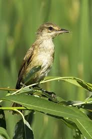 Image result for Acrocephalus arundinaceus