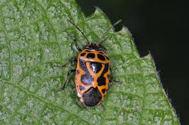 Attēlu rezultāti vaicājumam “Eurydema dominulus”