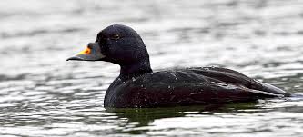 Attēlu rezultāti vaicājumam “Melanitta nigra male”