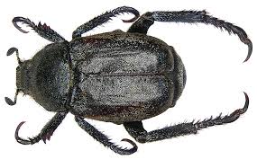 Attēlu rezultāti vaicājumam “Hoplia graminicola”