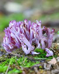 Attēlu rezultāti vaicājumam “Clavaria zollingeri”