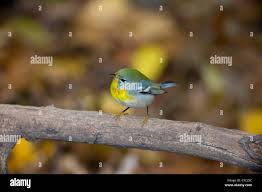 Image result for Parula americana