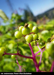 Attēlu rezultāti vaicājumam “Sambucus racemosa fruit”