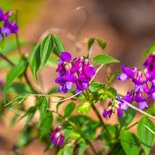 Attēlu rezultāti vaicājumam “Lathyrus vernus flower”