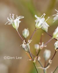 Attēlu rezultāti vaicājumam “Gypsophila fastigiata bud”