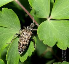 Attēlu rezultāti vaicājumam “Rhagium inquisitor”