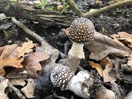 Attēlu rezultāti vaicājumam “Amanita pantherina”