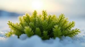 Attēlu rezultāti vaicājumam “Calliergon giganteum”