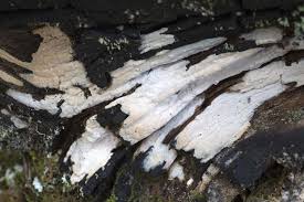 Attēlu rezultāti vaicājumam “Leucogyrophana sororia”