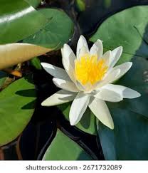 Attēlu rezultāti vaicājumam “Nymphaea candida”