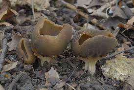 Attēlu rezultāti vaicājumam “Helvella acetabulum”