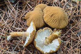 Attēlu rezultāti vaicājumam “Cystoderma amianthinum”