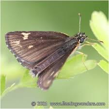 Attēlu rezultāti vaicājumam “Heteropterus morpheus”