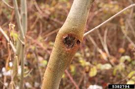 Attēlu rezultāti vaicājumam “Hymenoscyphus fraxineus”