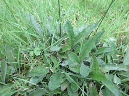 Attēlu rezultāti vaicājumam “Leontodon hispidus leaf”