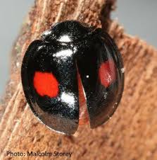 Attēlu rezultāti vaicājumam “Chilocorus renipustulatus”