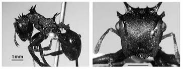 Attēlu rezultāti vaicājumam “Cephaloziella elachista macro”