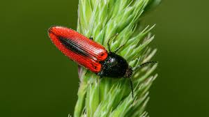 Attēlu rezultāti vaicājumam “Ampedus sanguinolentus”