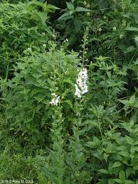 Attēlu rezultāti vaicājumam “Verbascum blattaria flower”