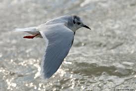 Attēlu rezultāti vaicājumam “Larus minutus”