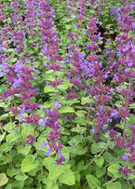 Attēlu rezultāti vaicājumam “Nepeta x faassenii”