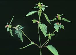 Attēlu rezultāti vaicājumam “Galeopsis speciosa leaf”